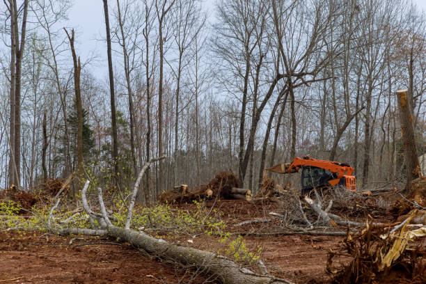 How Our Tree Care Process Works  in  Clinton, MO